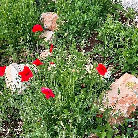 Kresina